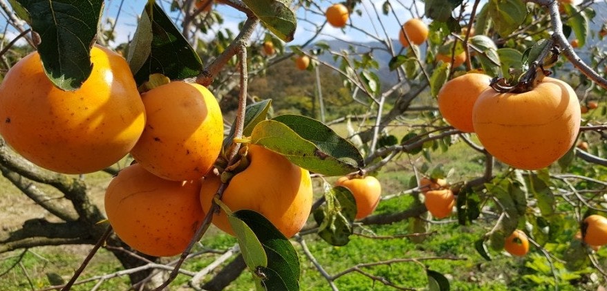 변산산돌농원 감나무 전경
